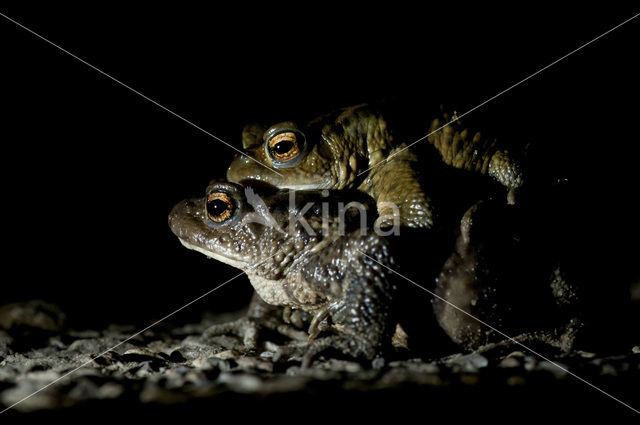 Gewone pad (Bufo bufo)