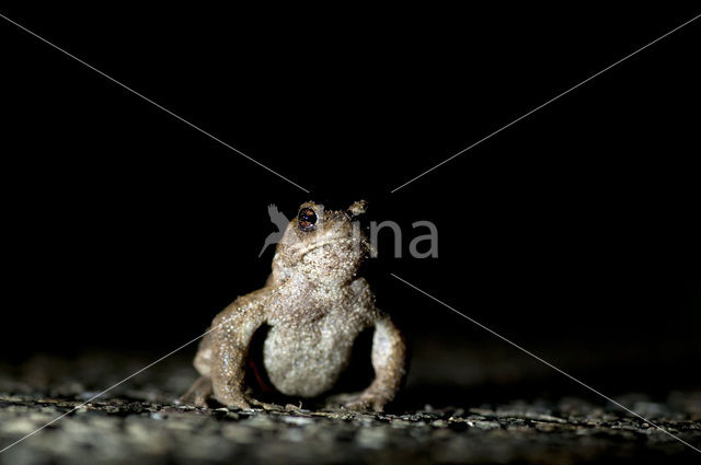 Gewone pad (Bufo bufo)