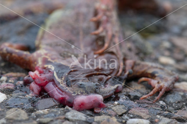 Common Toad (Bufo bufo)