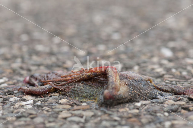 Common Toad (Bufo bufo)