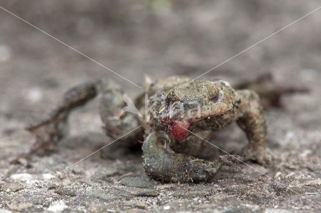 Common Toad (Bufo bufo)