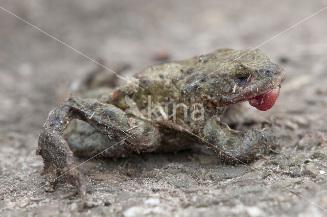 Gewone pad (Bufo bufo)