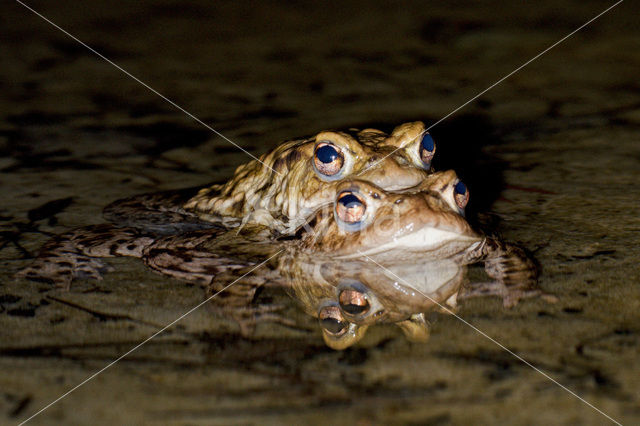 Gewone pad (Bufo bufo)
