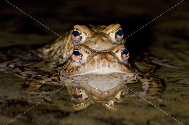 Gewone pad (Bufo bufo)