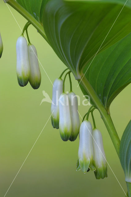 Gewone salomonszegel (Polygonatum multiflorum)