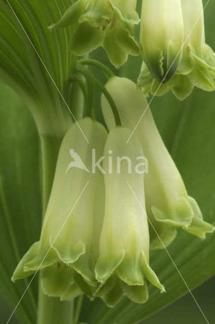 Gewone salomonszegel (Polygonatum multiflorum)