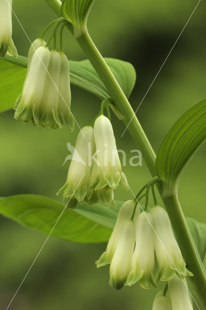 Solomon’s seal (Polygonatum multiflorum)