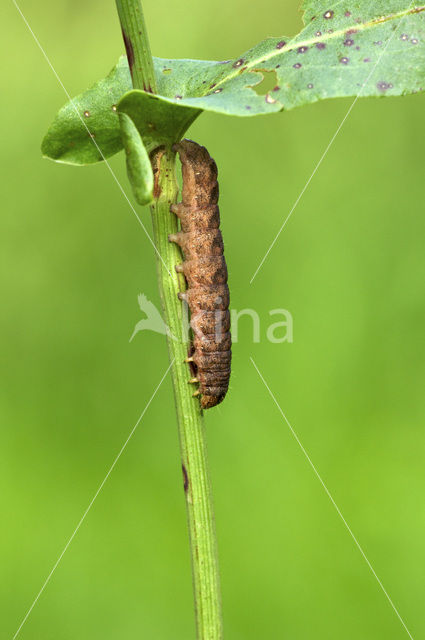 Gewone silene-uil (Hadena bicruris)