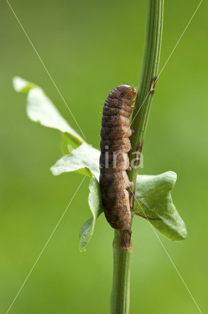 Gewone silene-uil (Hadena bicruris)