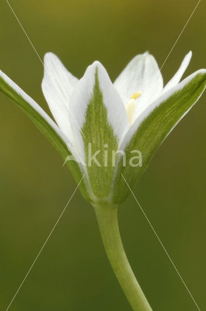 Common star of Bethlehem (Ornithogalum umbellatum)