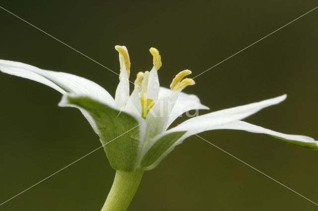 Common star of Bethlehem (Ornithogalum umbellatum)