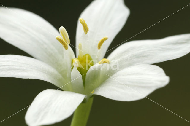 Common star of Bethlehem (Ornithogalum umbellatum)