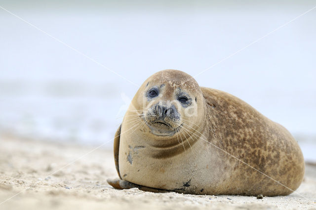 Gewone zeehond (Phoca vitulina)