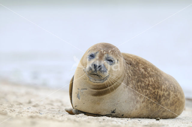 Gewone zeehond (Phoca vitulina)