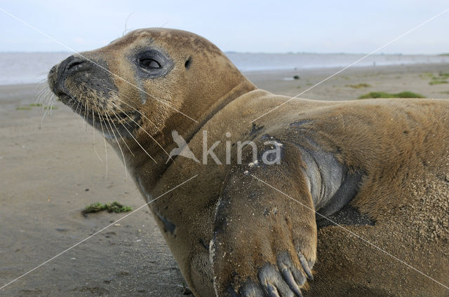 Gewone zeehond (Phoca vitulina)