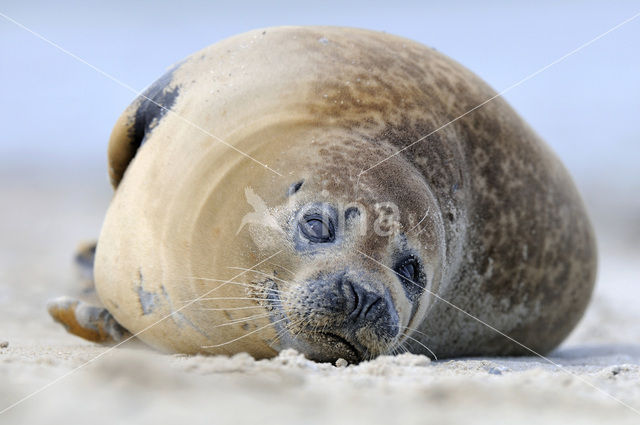 Gewone zeehond (Phoca vitulina)