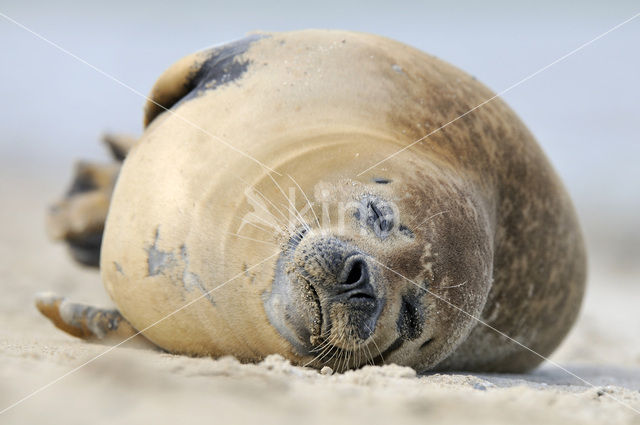 Gewone zeehond (Phoca vitulina)