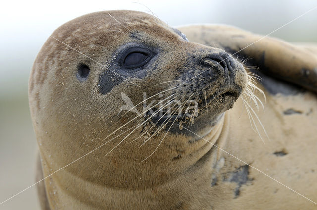 Gewone zeehond (Phoca vitulina)