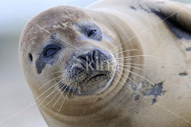 Gewone zeehond (Phoca vitulina)