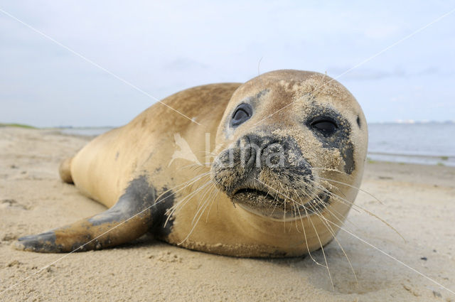 Gewone zeehond (Phoca vitulina)