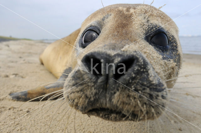 Common Seal (Phoca vitulina)