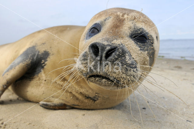 Common Seal (Phoca vitulina)