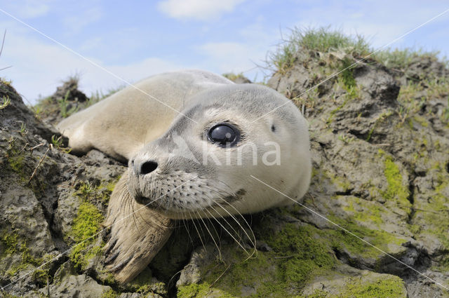 Common Seal (Phoca vitulina)