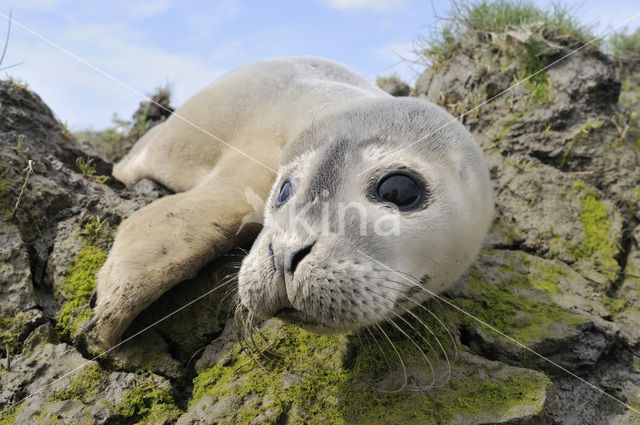 Gewone zeehond (Phoca vitulina)