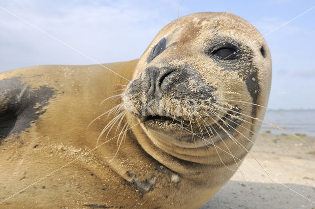 Gewone zeehond (Phoca vitulina)