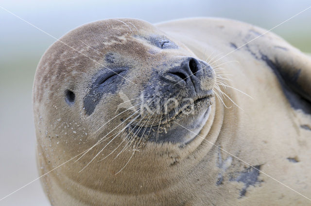 Gewone zeehond (Phoca vitulina)