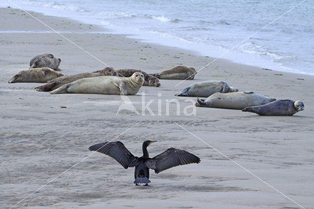 Common Seal (Phoca vitulina)