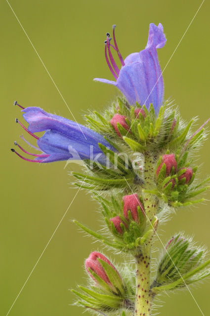 Gewoon Slangenkruid (Echium vulgare)