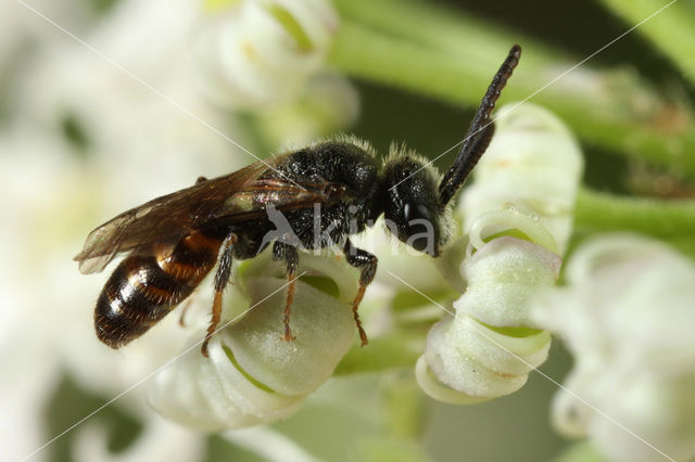 Glanzende dwergbloedbij (Sphecodes geoffrellus)