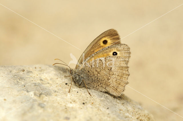 Dusky Meadow Brown (Hyponephele lycaon)