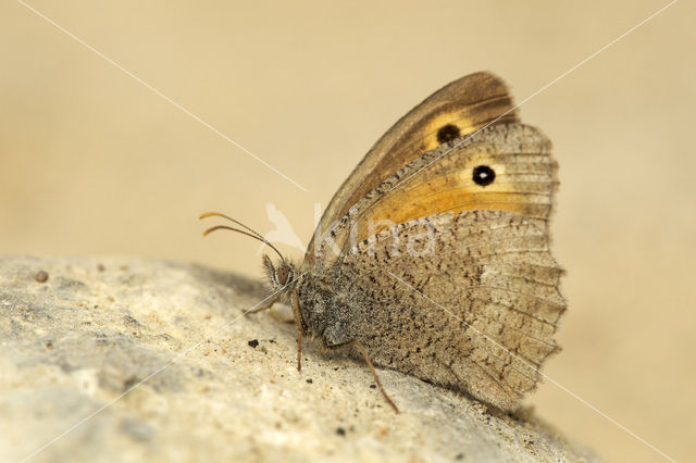 Dusky Meadow Brown (Hyponephele lycaon)