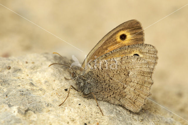 Dusky Meadow Brown (Hyponephele lycaon)