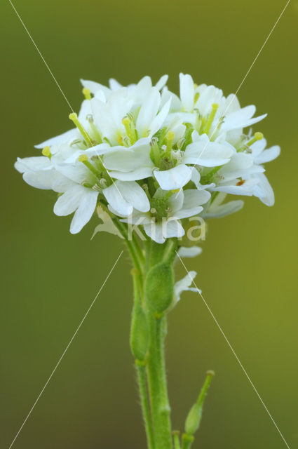Hoary Alison (Berteroa incana)