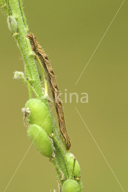 Grijze dwergspanner (Eupithecia subfuscata)