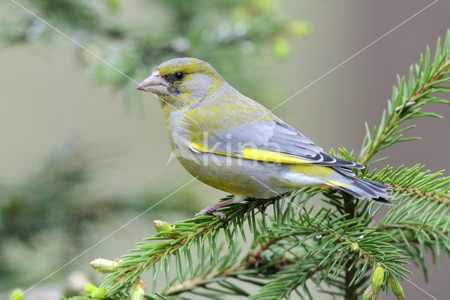 European Greenfinch (Carduelis chloris)