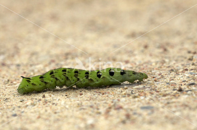 Elephant Hawk-moth (Deilephila elpenor)