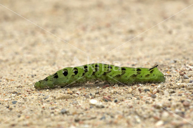 Elephant Hawk-moth (Deilephila elpenor)