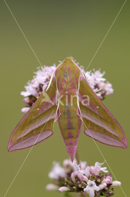 Elephant Hawk-moth (Deilephila elpenor)