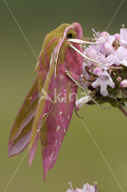 Groot avondrood (Deilephila elpenor)