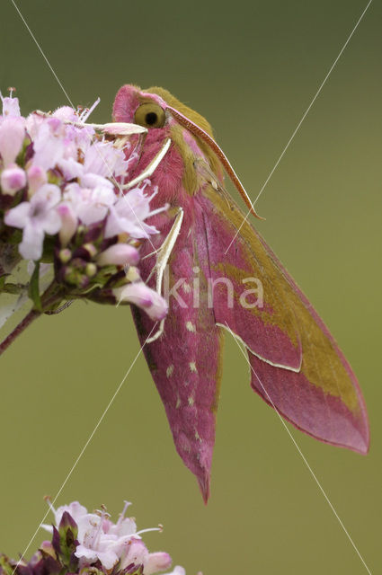 Elephant Hawk-moth (Deilephila elpenor)