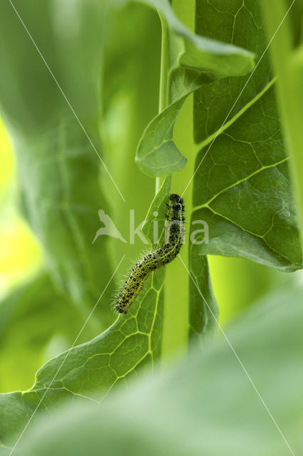 Large White (Pieris brassicae)