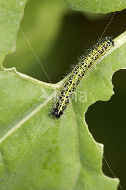 Groot koolwitje (Pieris brassicae)