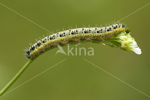 Groot koolwitje (Pieris brassicae)
