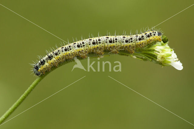 Large White (Pieris brassicae)