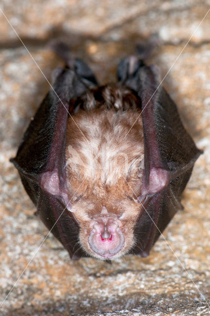 Grote hoefijzerneus (Rhinolophus ferrumequinum)