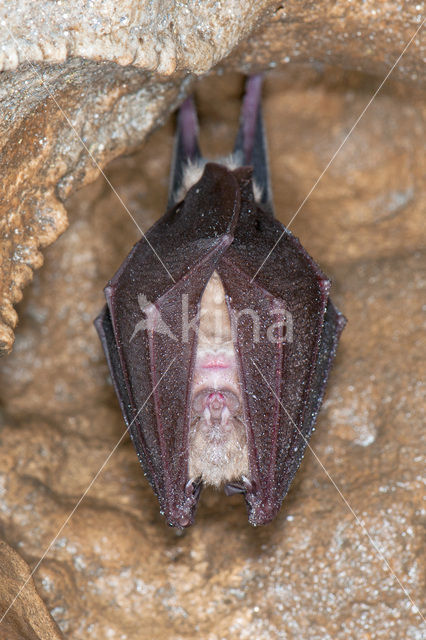 Greater Horseshoe Bat (Rhinolophus ferrumequinum)